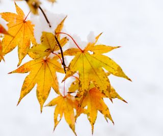 Japanese maple with yellow leaves covered in snow during fall