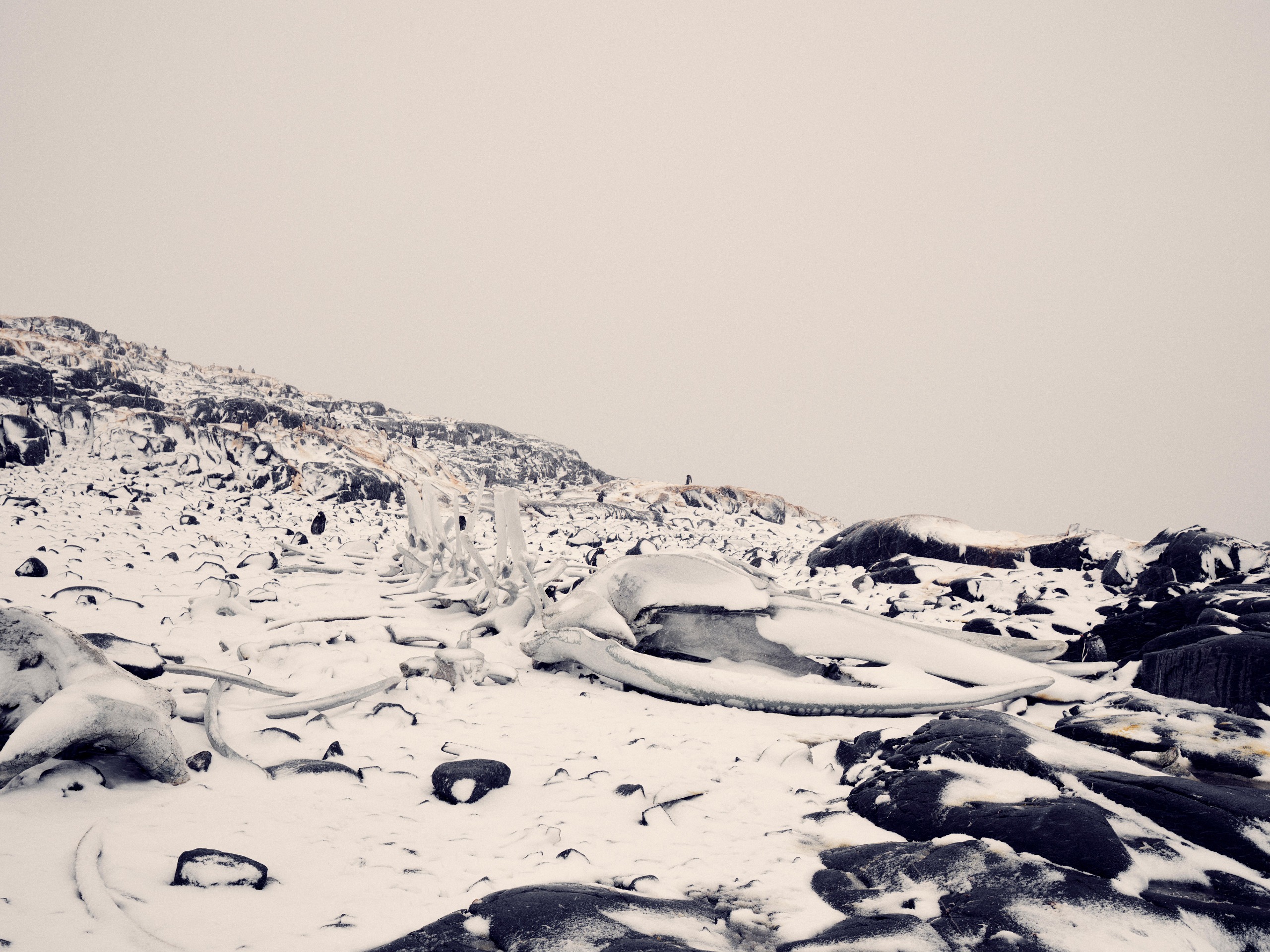 Photograph of whale bones in Antarctica, by nature and documentary photographer Matt Sharp, captured on a Fujifilm GFX100S II camera with a Fujifilm GF20-35mm F4 R WR lens.