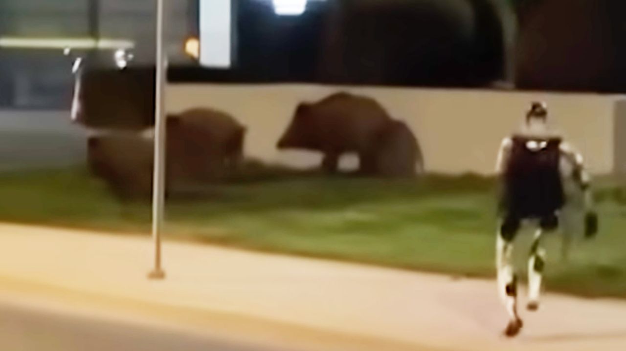 We need to talk about this bizarre video of a robot chasing wild boars