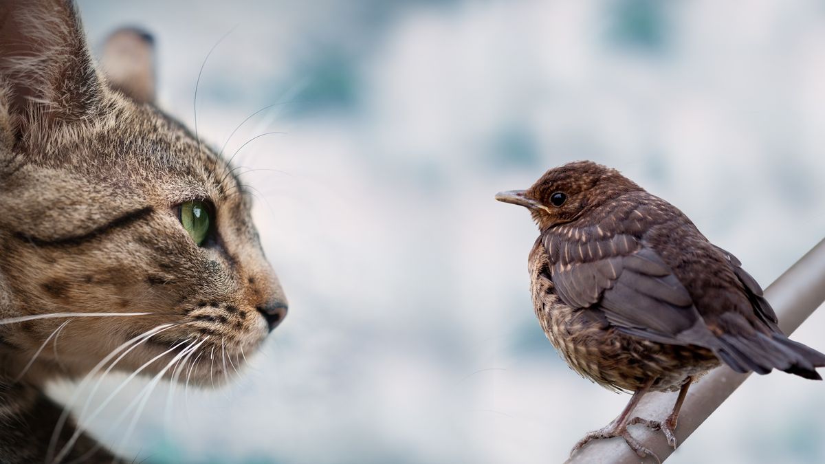 ¿Pueden los animales no humanos llevar a otros animales a la extinción?