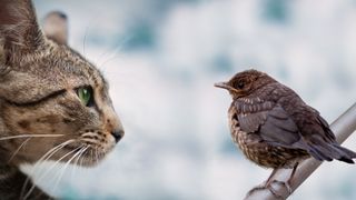 A photo of a domestic cat watching a small bird. 