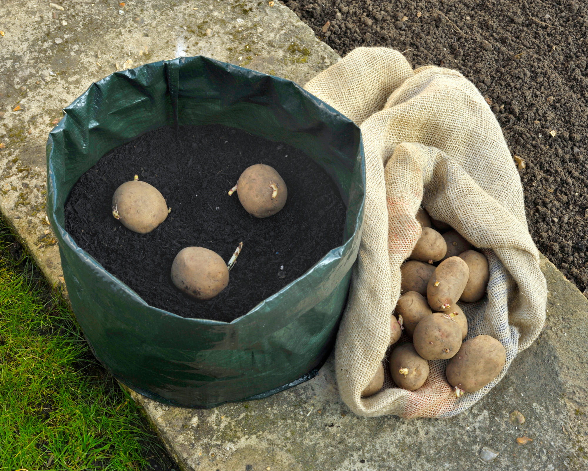 potatoes in a grow bag