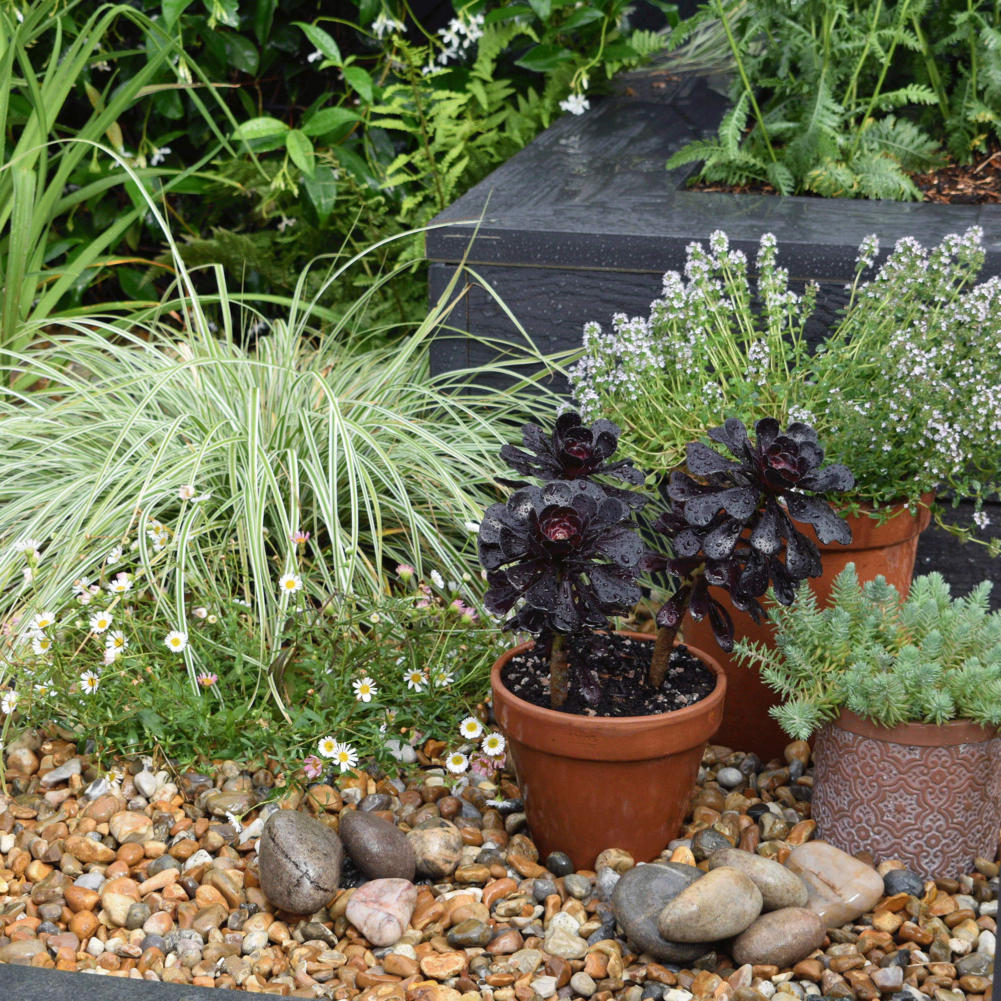 Drought tolerant garden with containers