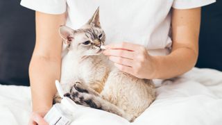 Woman at home holding her lovely Devon Rex cat on lap and gives it a pill