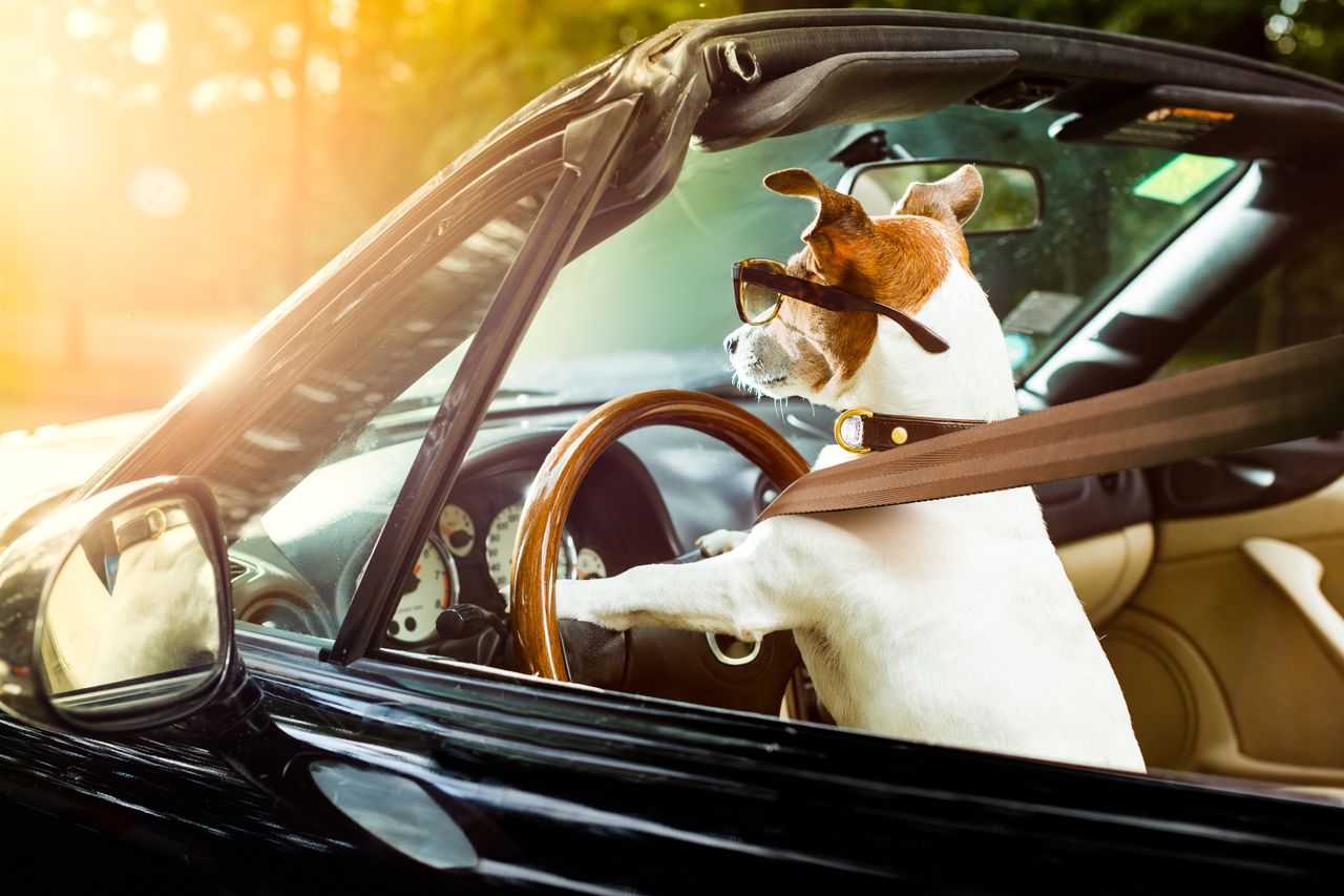 A dog driving a car.