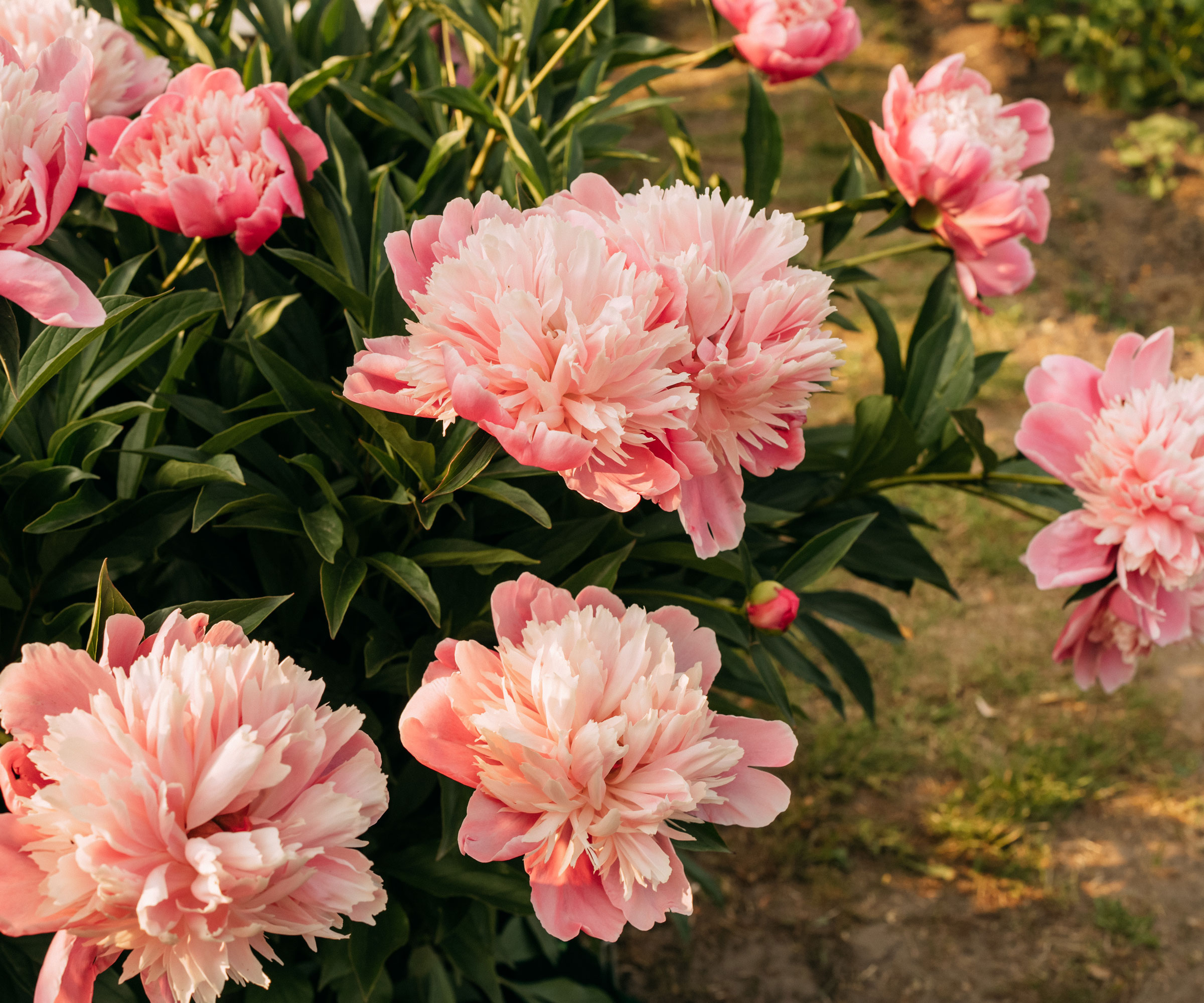 peony shrub filled with fluffy pink flower heads