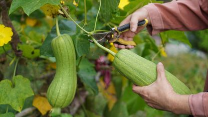 Woman&#039;s hands harvesting squash from vine