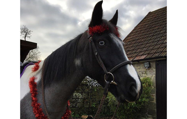 Rider xmas traditions - web feature
