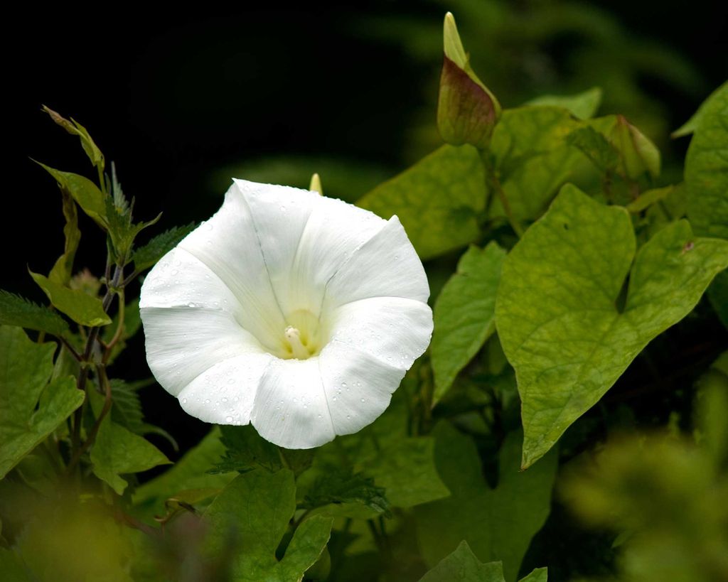 How to kill bindweed top tips for getting rid of this pesky weed