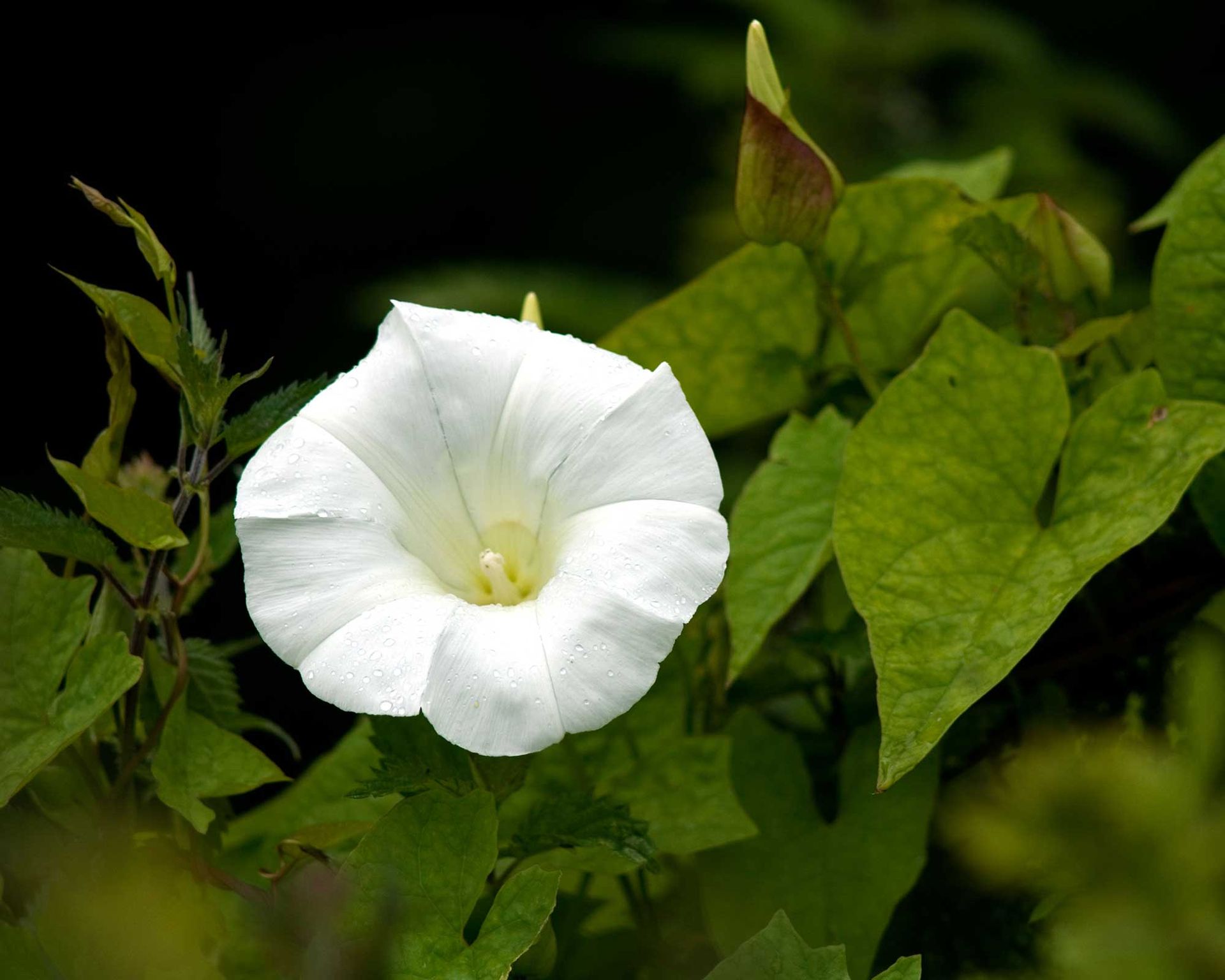 How To Kill Bindweed Top Tips For Getting Rid Of This Pesky Weed Gardeningetc