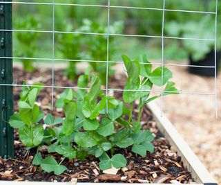 Sugar snap pea plants growing up a trellis in a vegetable garden
