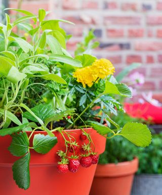 Strawberries planted with companion plants on balcony