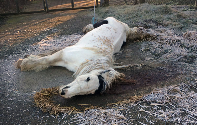 SkeffingtonHorse