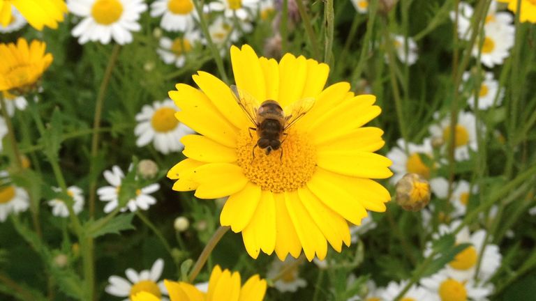 Attract beneficial insects such as bees into the garden