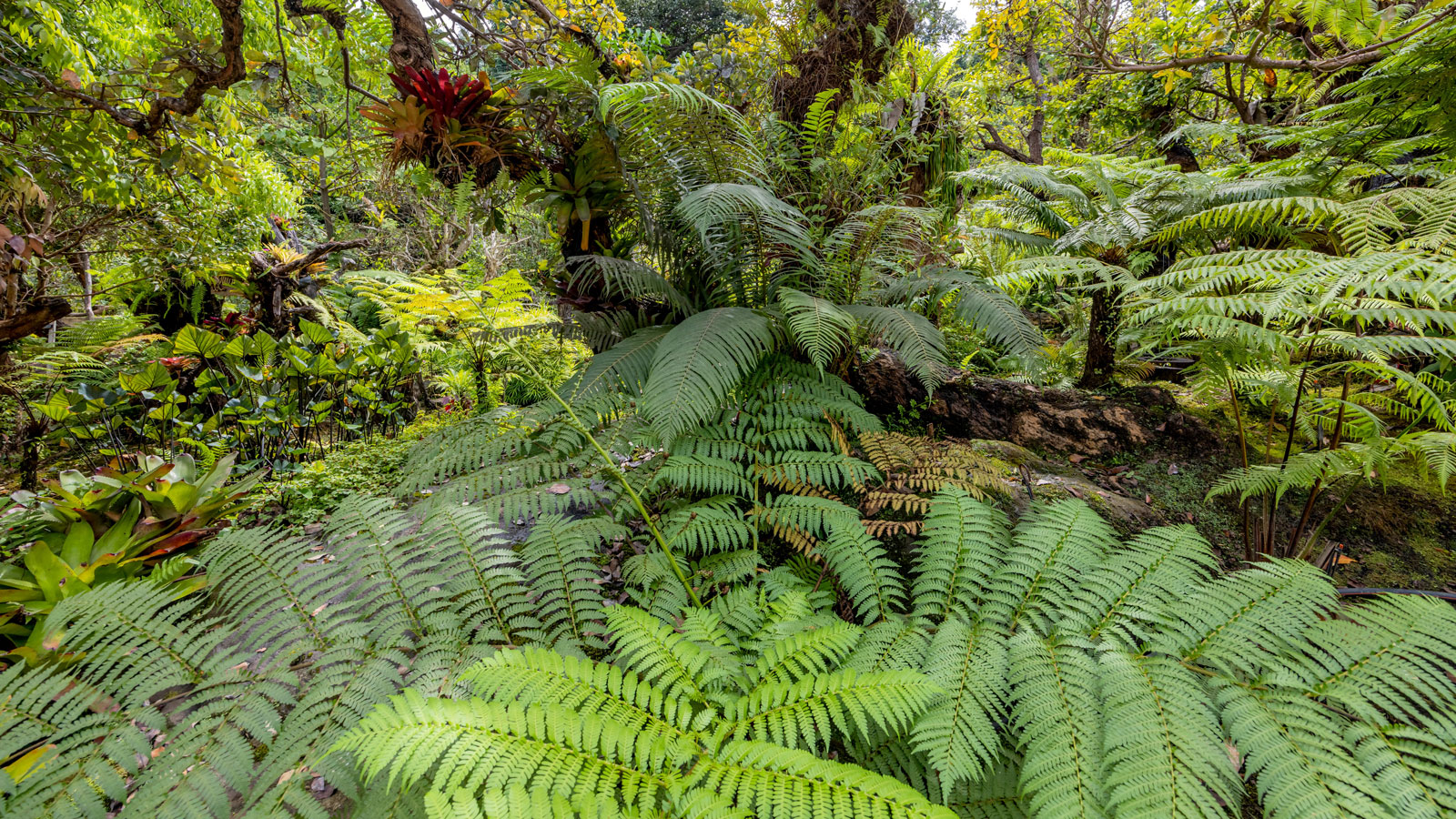shade fern garden filled with foliage and fronds