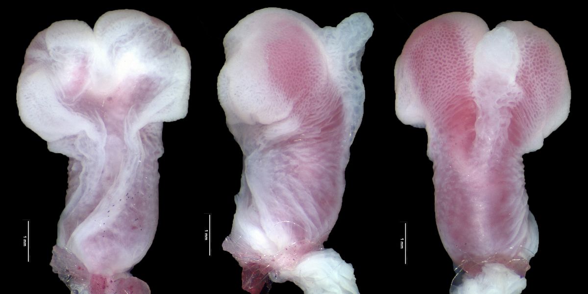 The hemipenis of the lizard Anolis grahami.