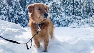 pet friendly christmas vacations: dog in snow