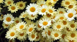 how how to grow chrysanthemums: Marguerites are related to the chrysanthemum family