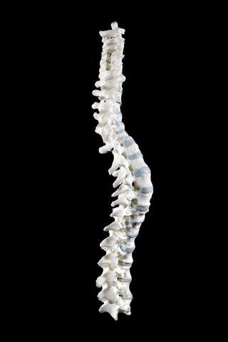 richard iii spine model