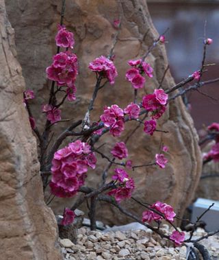 Pink flowers created by Xu Bing's