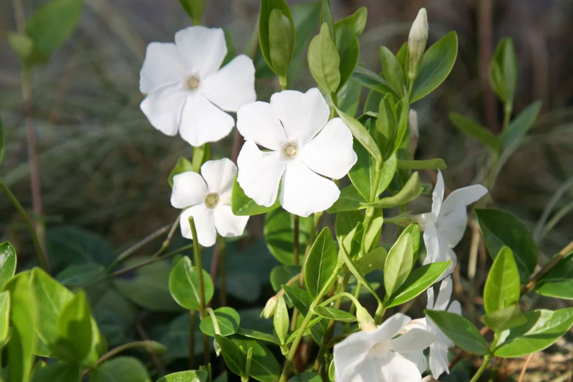 Lesser periwinkle