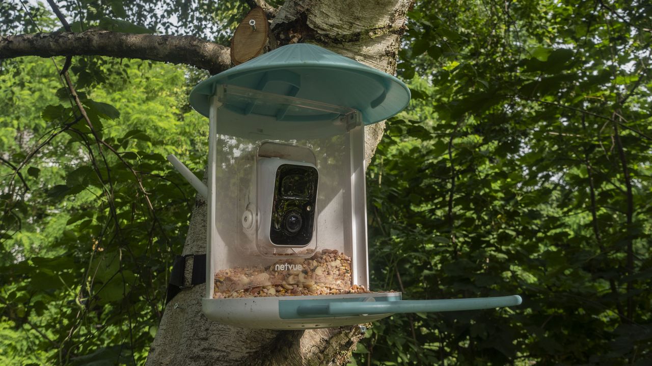 Netuve Birdfy camera attached to a tree with tray full of bird seed