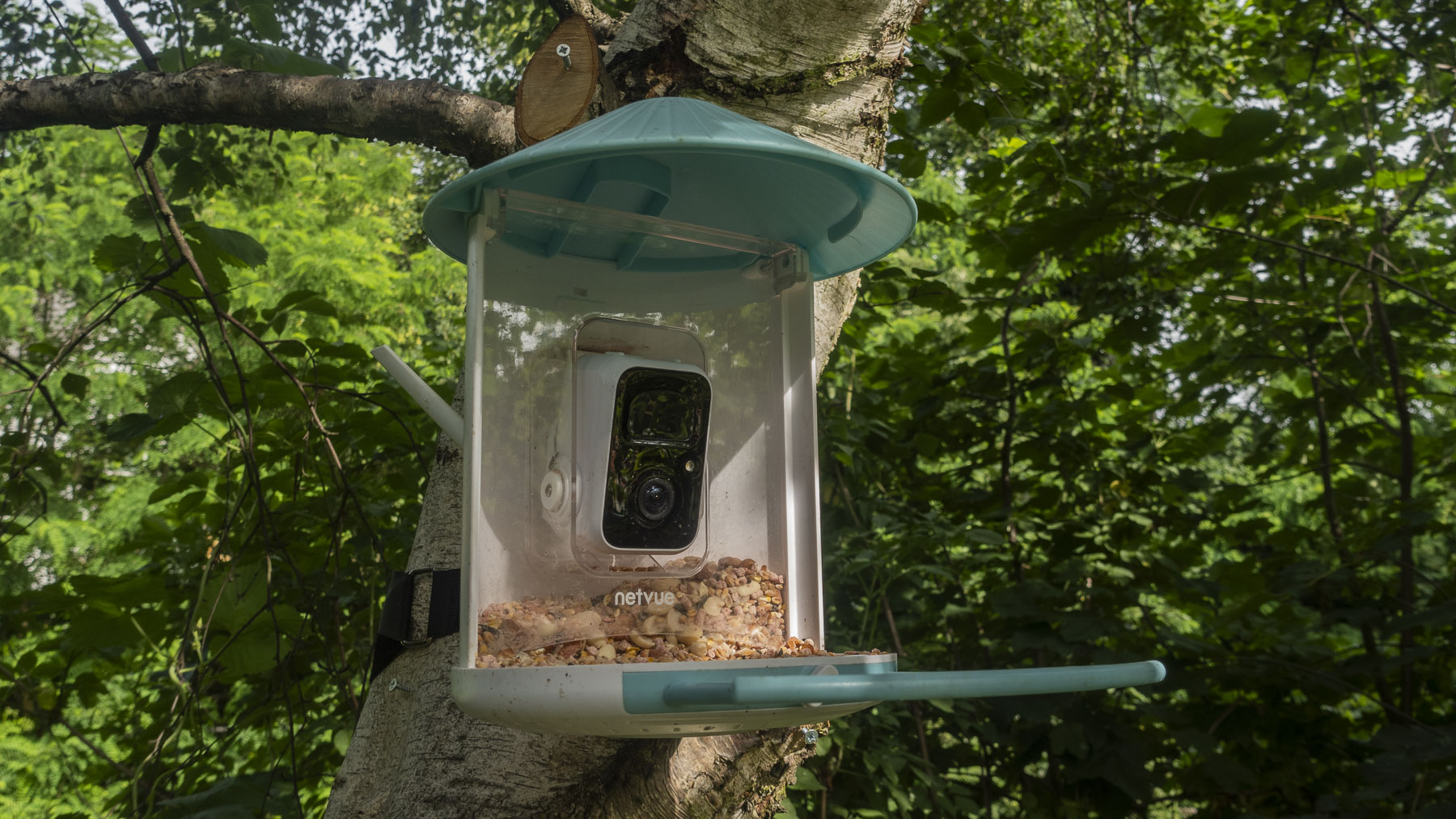 AI-Powered Bird Feeder Cameras : Netvue 'Birdfy