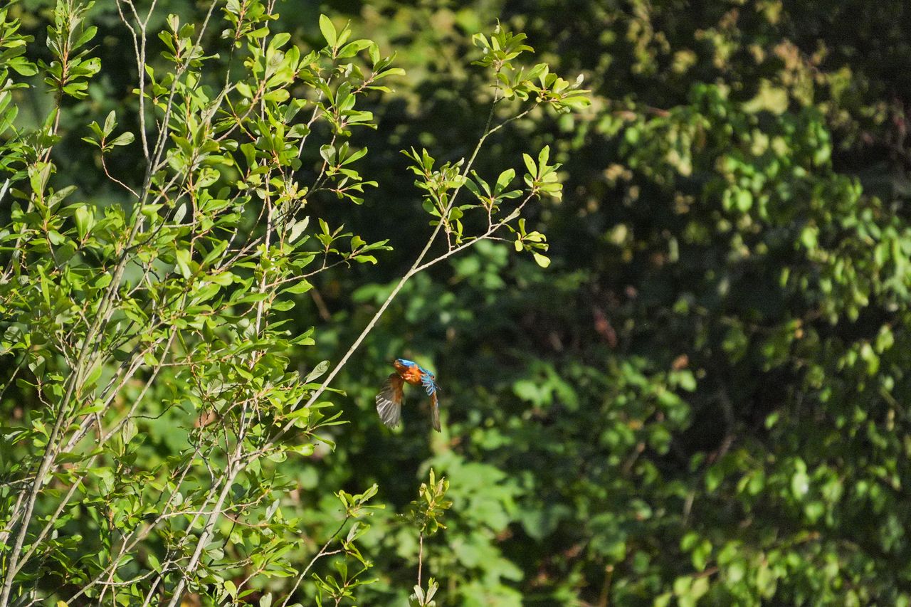 A photo taken on a Sony RX10 V bridge camera