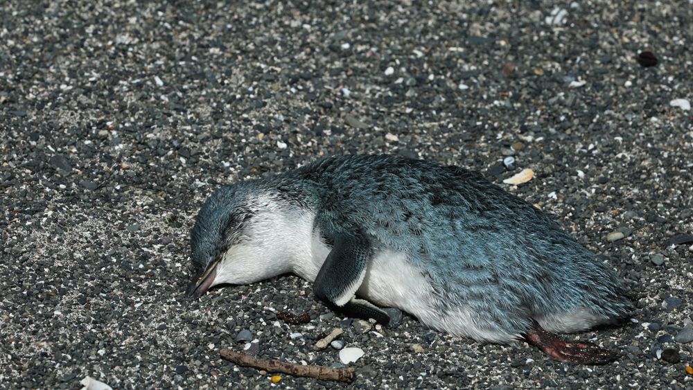 Hundreds of the world's smallest penguins have mysteriously washed up dead. What..