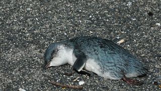 A dead little penguin washed up on a New Zealand beach.