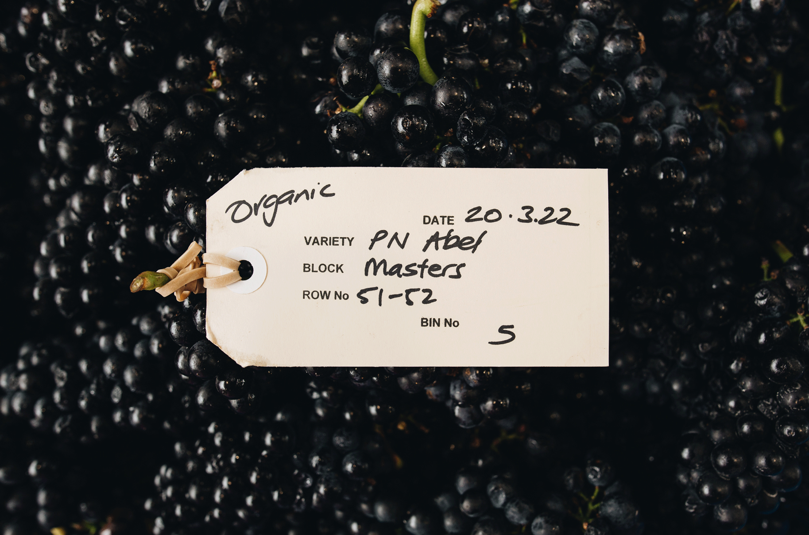 Ata Rangi Pinot Noir grapes