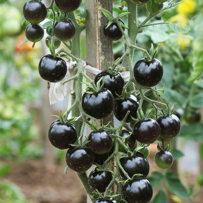 Black tomatoes on the vine