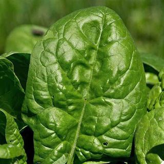 Giant Noble spinach