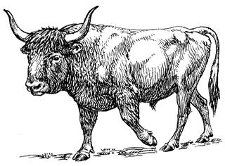 An auroch, an extinct wild cow