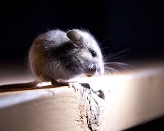 the difference between rats and mice - a mouse cleaning - GettyImages-901670446