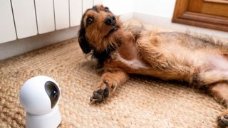 A wire-haired sausage dog on its back beside a security camera