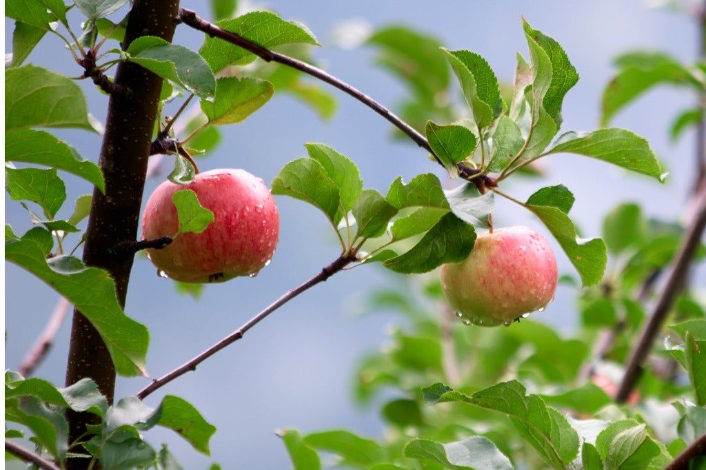 Dayton Apple Care Guide &ndash; Learn How To Grow A Dayton Apple Tree