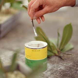 A hand dips a plant cutting in root hormone powder