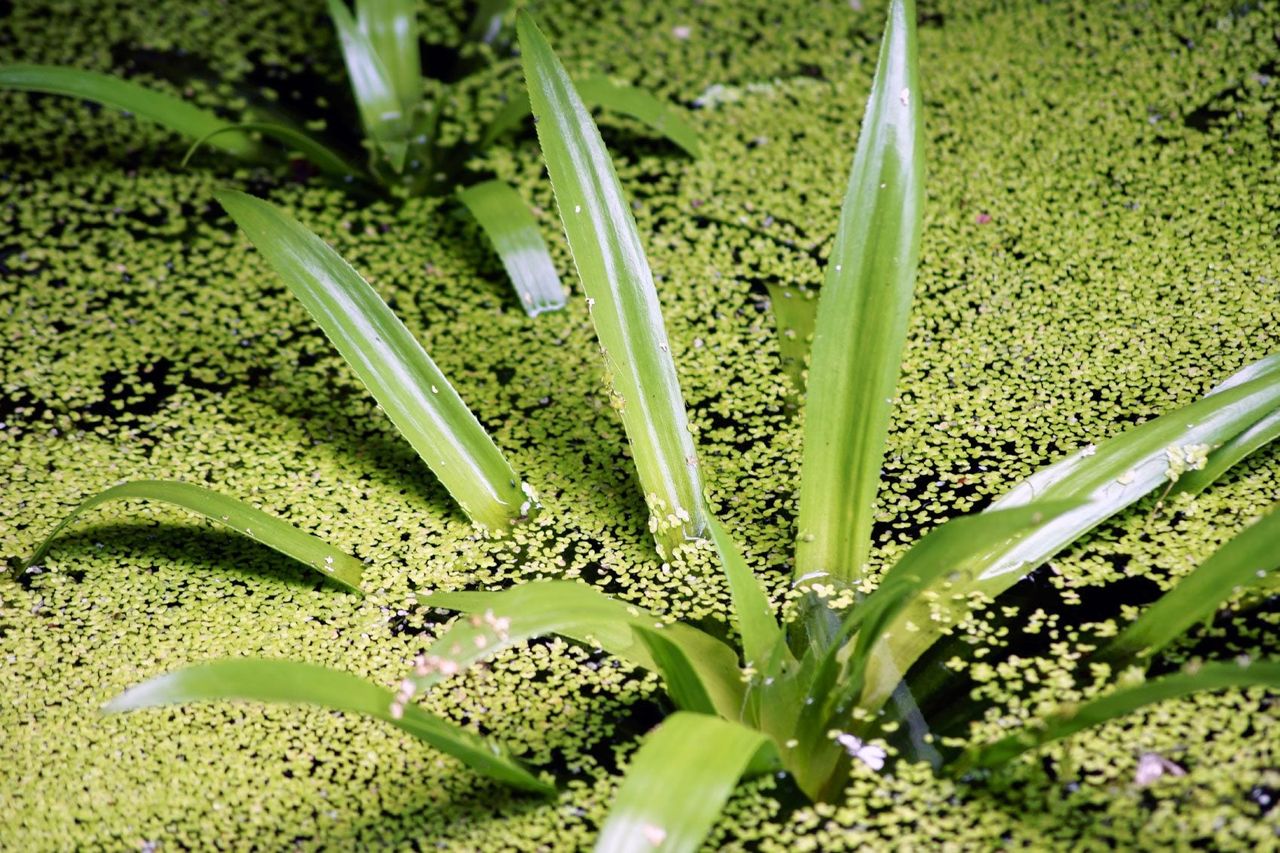 Weeds In Water Garden