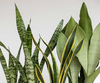 snake plant leaves