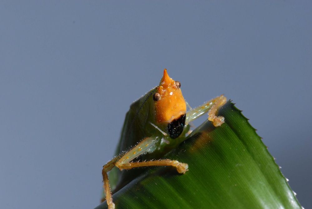 Katydid with human ears