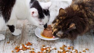 holistic pet food