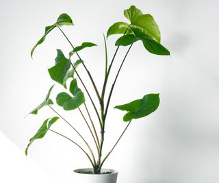 Tall houseplant in bright position