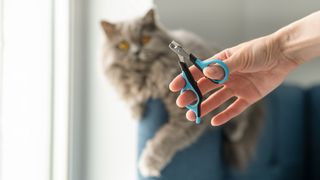 Pet nail clippers with cat in background