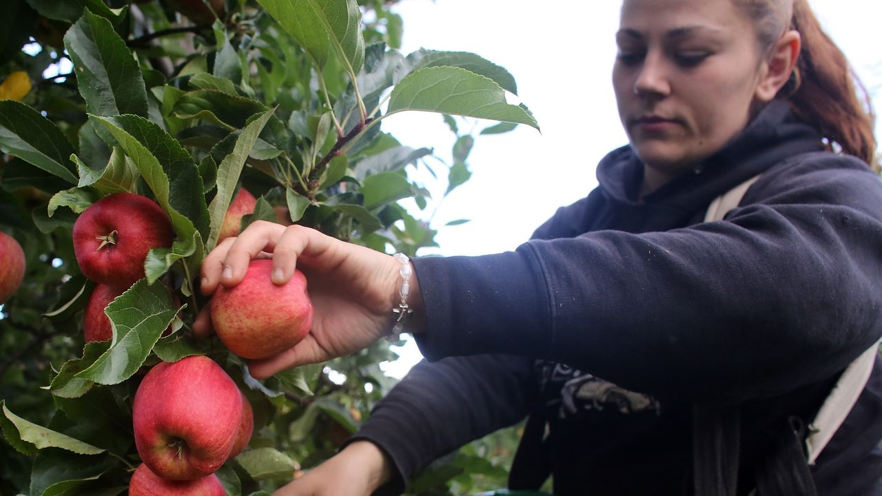 fruit picker