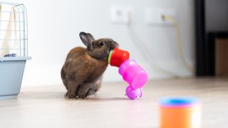 Rabbit knocking over colourful toys