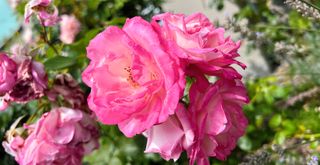 Close up of pink rose bush