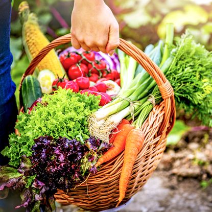 Gardener holds basket of freshly harvested vegetables