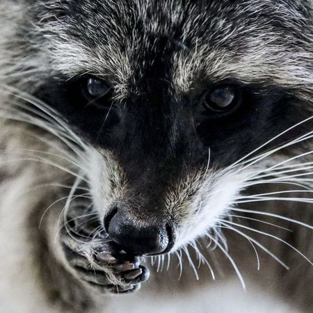 Whiskers, Snout, Close-up, Nose, Wildlife, Eye, Fur, Procyonidae, Procyon, Cat, 