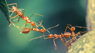 An ant bridge